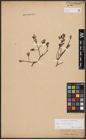 Foto von Salix aurita L. x Salix repens L.